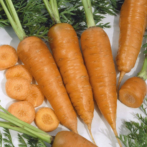 'Chantenay' Carrot Plants Vegetables