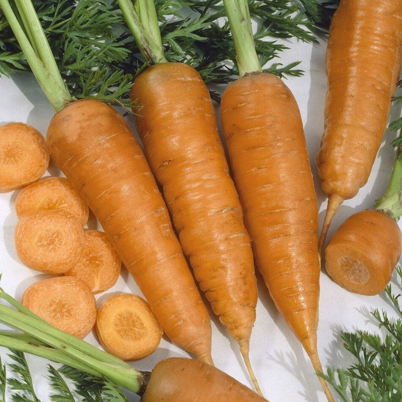 'Chantenay' Carrot Plants Vegetables