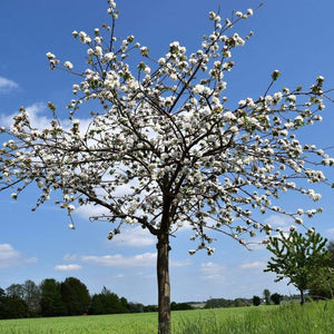 May Duke Cherry Tree Fruit Trees