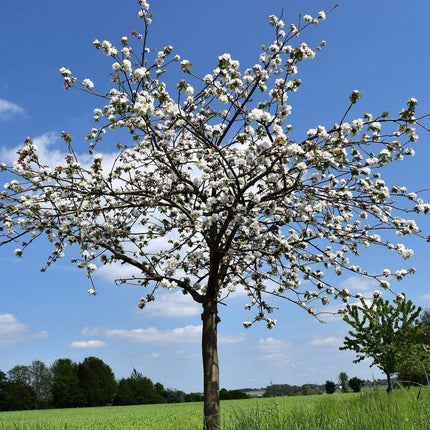 Morello Cherry Tree Fruit Trees