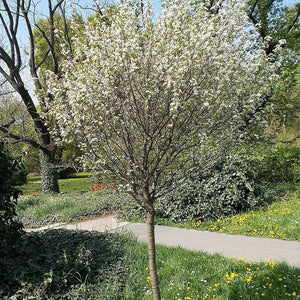 Lapins 'Cherokee' Cherry Tree Fruit Trees