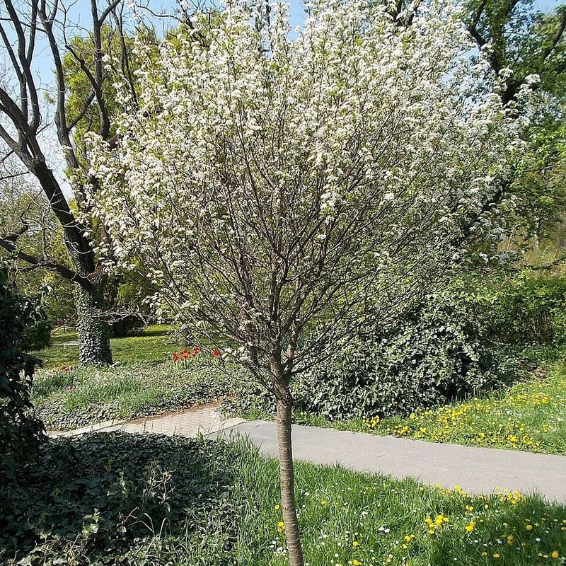 Lapins 'Cherokee' Cherry Tree Fruit Trees