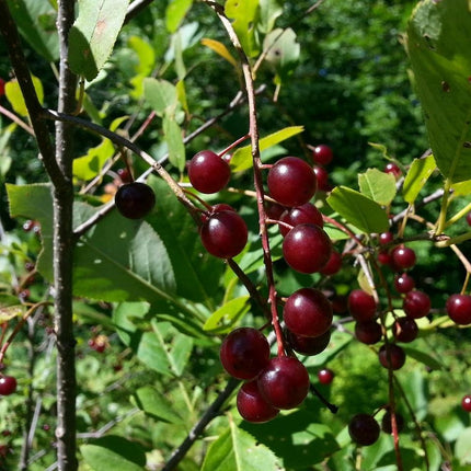 Morello Cherry Tree Fruit Trees