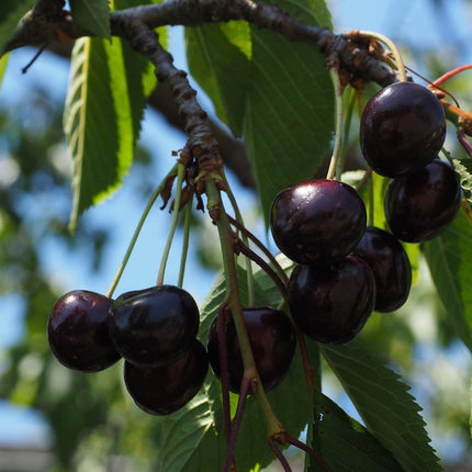 Kordia Cherry Tree Fruit Trees