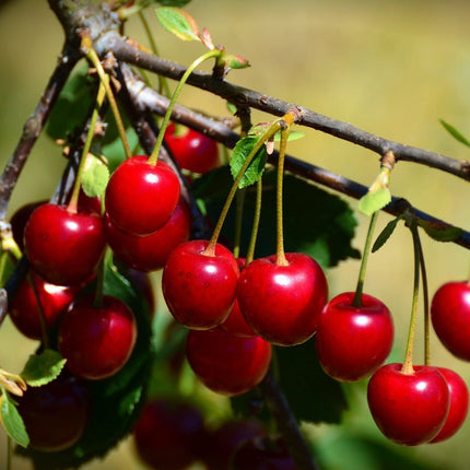 Van' Cherry Tree Fruit Trees