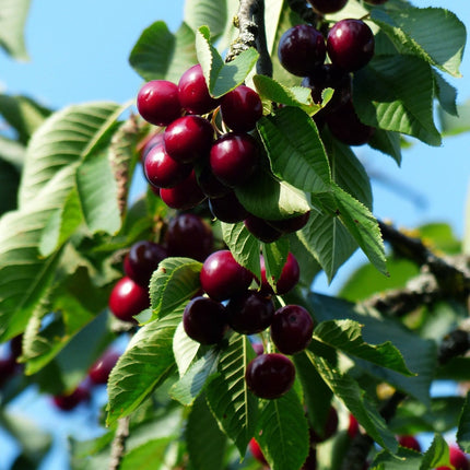 Sunburst Cherry Tree Fruit Trees