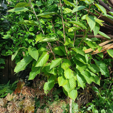 Kordia Cherry Tree Fruit Trees