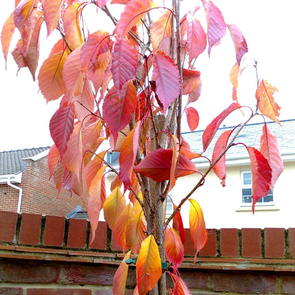 Van' Cherry Tree Fruit Trees