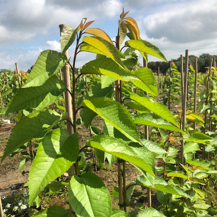 Van' Cherry Tree Fruit Trees