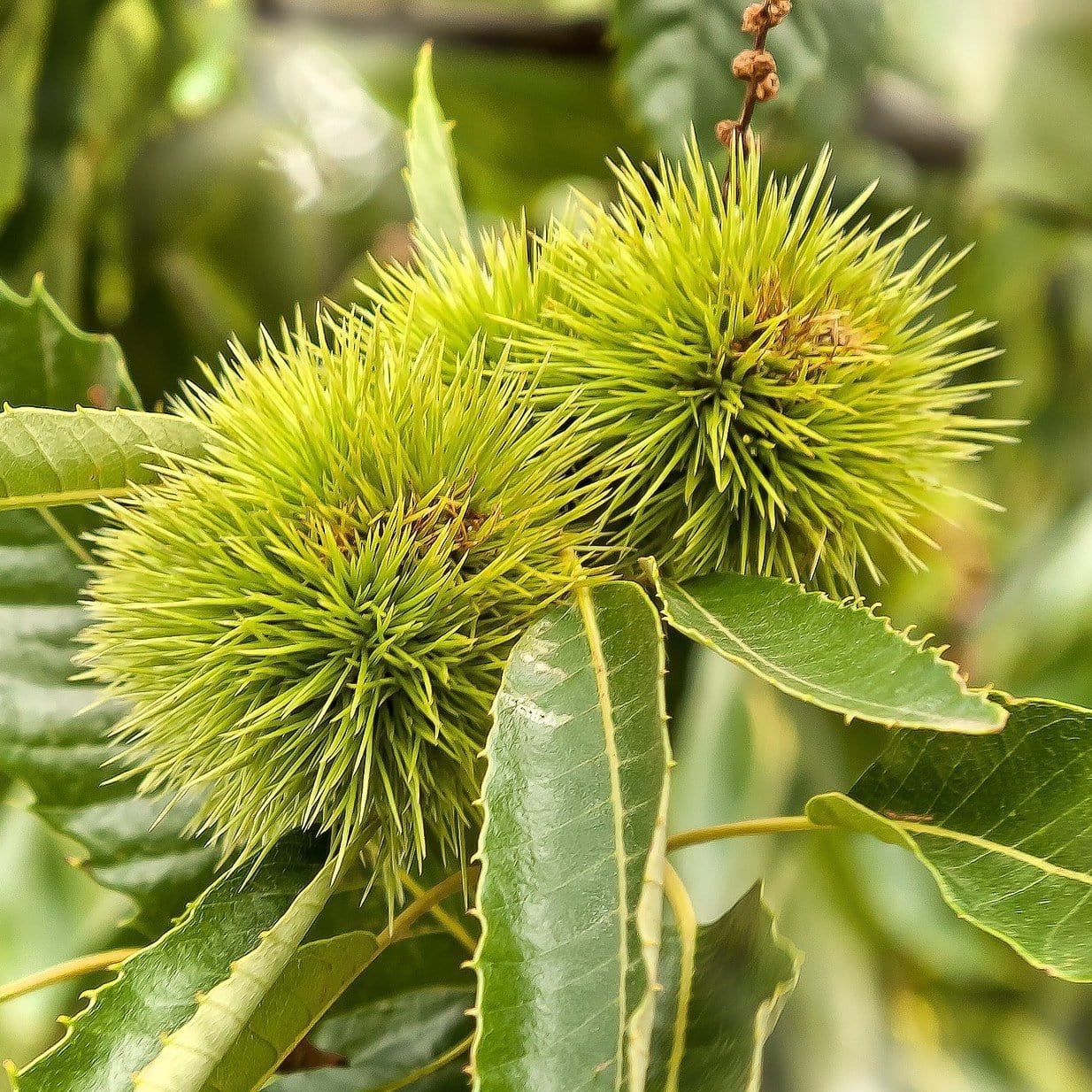 Castanea Tree Chestnut Tree | Castanea sativa – Roots Plants