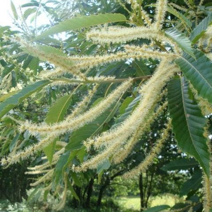 Sweet Chestnut Tree | 3L Pot Ornamental Trees