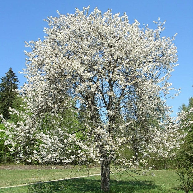 Chocolate Ice' Cherry Blossom Tree | Prunus 'Matsumae-fuki' Ornamental Trees