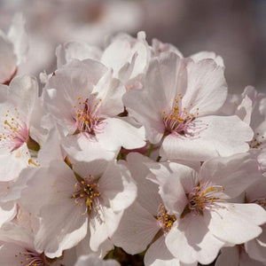 Chocolate Ice' Cherry Blossom Tree | Prunus 'Matsumae-fuki' Ornamental Trees