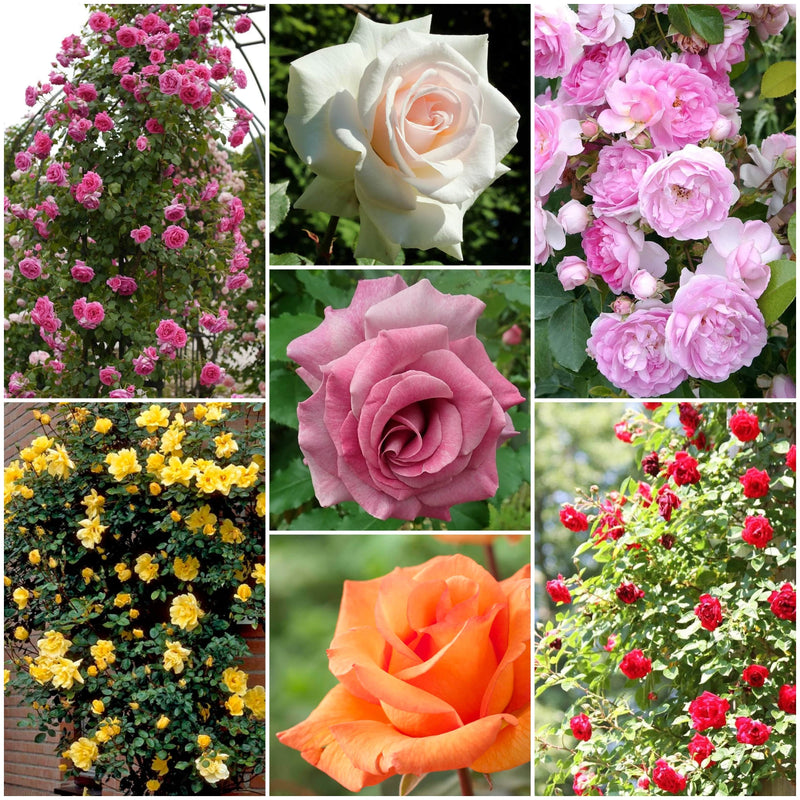 Repeat Flowering Climbing Rose Collection Shrubs