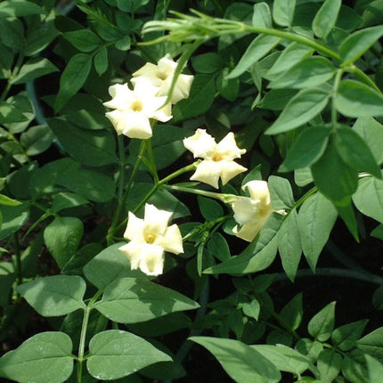 Jasmine 'Clotted Cream' | Jasminum officinale Climbing Plants