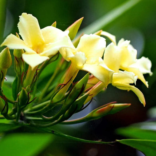 Jasmine 'Clotted Cream' | Jasminum officinale Climbing Plants