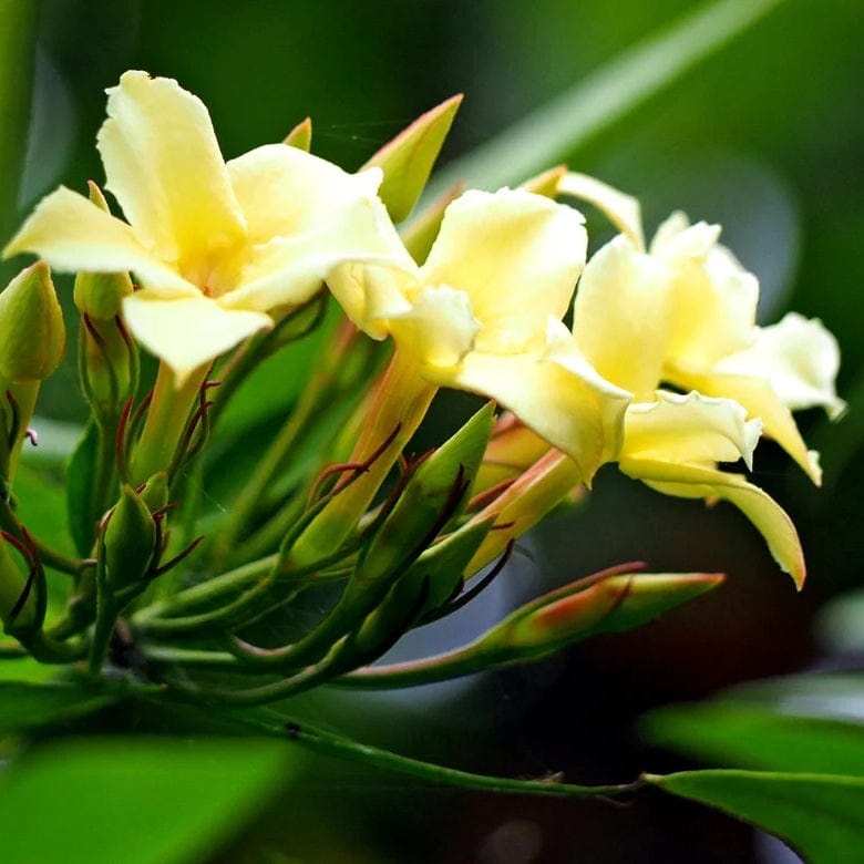 Jasmine 'Clotted Cream' | Jasminum officinale Climbing Plants