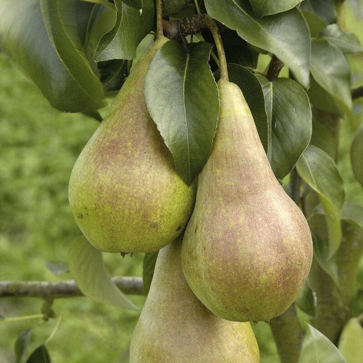 Pear Tree Not Ripe The Best Pear Trees (As Chosen by Our Growers) – Roots Plants