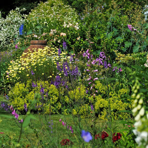 9 Cottage Garden Plants Perennial Bedding