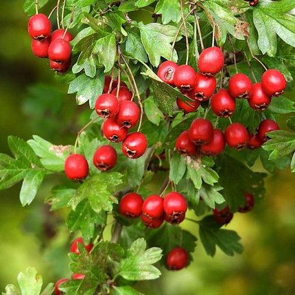 Red Hawthorn Tree | Crataegus laevigata 'Paul's Scarlet' Ornamental Trees