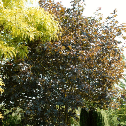 Purple-Leaved Norway Maple Tree | Acer platanoides 'Crimson King' Ornamental Trees