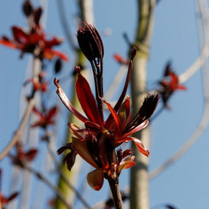 Purple-Leaved Norway Maple Tree | Acer platanoides 'Crimson King' Ornamental Trees