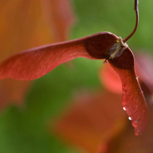 Purple-Leaved Norway Maple Tree | Acer platanoides 'Crimson King' Ornamental Trees