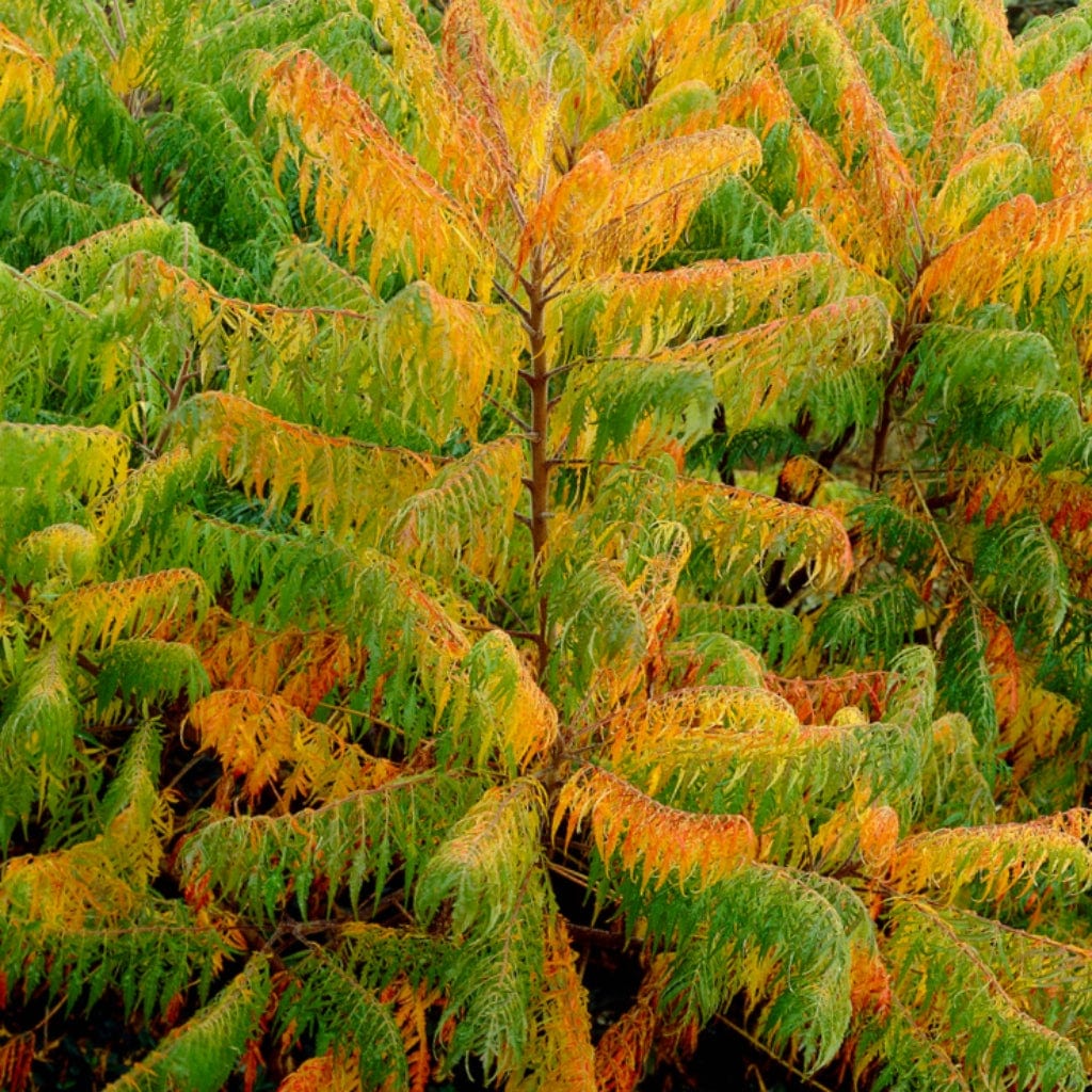 Cutleaf Sumac Tree Cut-Leaved Sumach Tree | Rhus typhina 'Laciniata' – Roots Plants