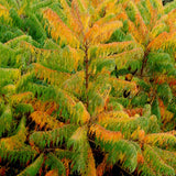 Cut-Leaved Sumach Tree | Rhus typhina 'Laciniata' Ornamental Trees