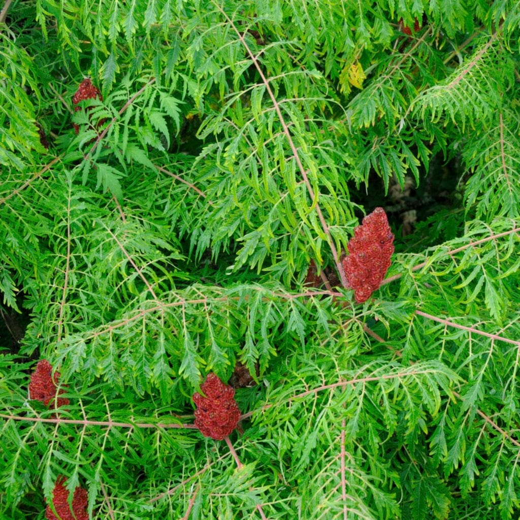 Smallest Rhus Tree Cut-Leaved Sumach Tree | Rhus typhina 'Laciniata' – Roots Plants