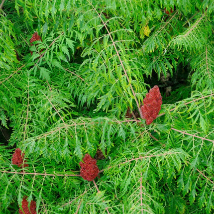 Cut-Leaved Sumach Tree | Rhus typhina 'Laciniata' Ornamental Trees
