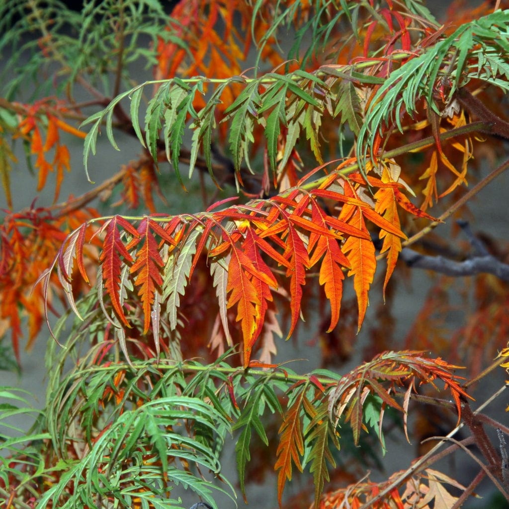 Smallest Rhus Tree Cut-Leaved Sumach Tree | Rhus typhina 'Laciniata' – Roots Plants