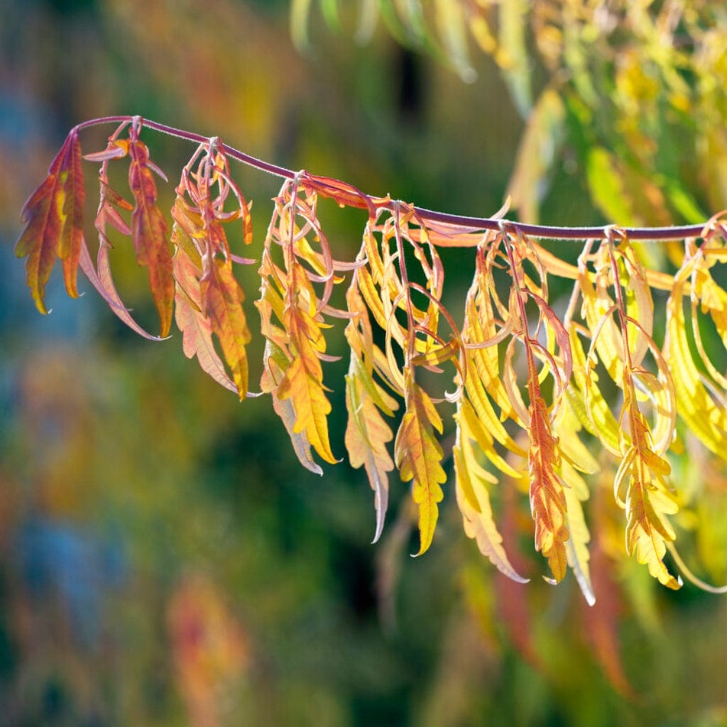 Cutleaf Sumac Tree Cut-Leaved Sumach Tree | Rhus typhina 'Laciniata' – Roots Plants