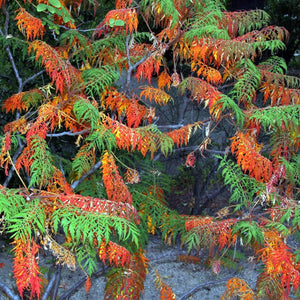 Cut-Leaved Sumach Tree | Rhus typhina 'Laciniata' Ornamental Trees