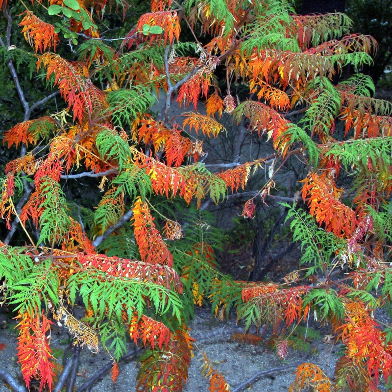 Cut-Leaved Sumach Tree | Rhus typhina 'Laciniata' Ornamental Trees
