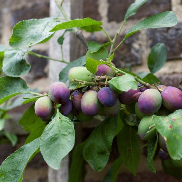 'Czar' Plum Tree Fruit Trees