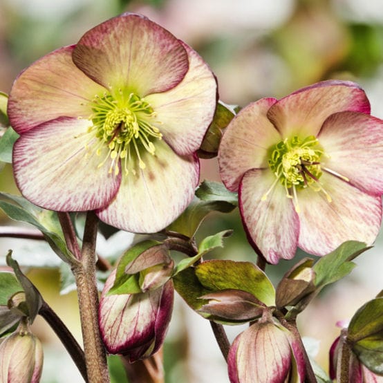 'Dark Picotee' Snow Rose | 'Ice N' Roses®' Series | Hellebore Gold Collection® Perennial Bedding