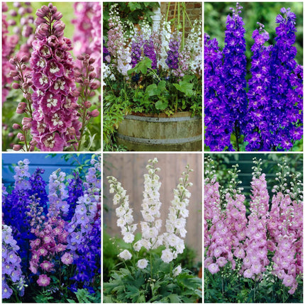 Delphinium Collection Perennial Bedding