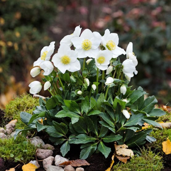 'Diva' Christmas Rose | Hellebore Gold Collection® Perennial Bedding