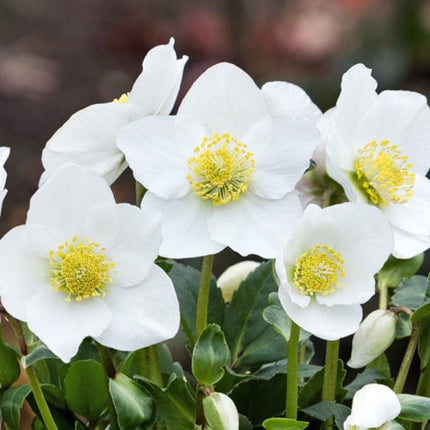 'Diva' Christmas Rose | Hellebore Gold Collection® Perennial Bedding