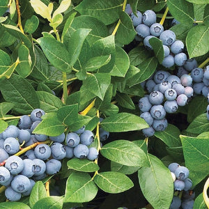 Duke Blueberry Bush Soft Fruit