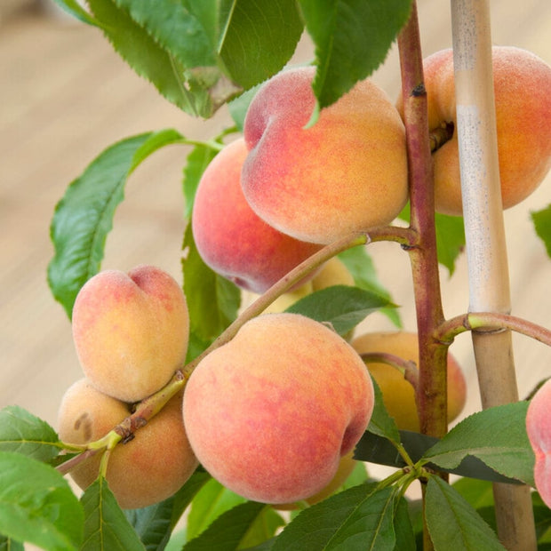 Duke of York' Peach Tree Fruit Trees