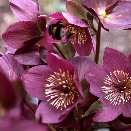 'Early Red' Snow Rose | 'Ice N' Roses®' Series | Hellebore Gold Collection® Perennial Bedding