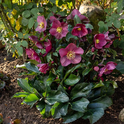 'Early Red' Snow Rose | 'Ice N' Roses®' Series | Hellebore Gold Collection® Perennial Bedding