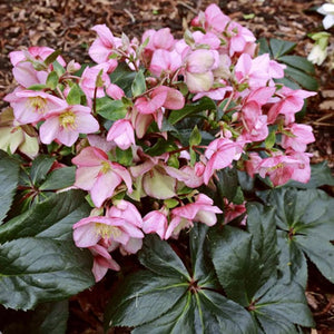 'Early Rose' Snow Rose | 'Ice N' Roses®' Series | Hellebore Gold Collection® Perennial Bedding