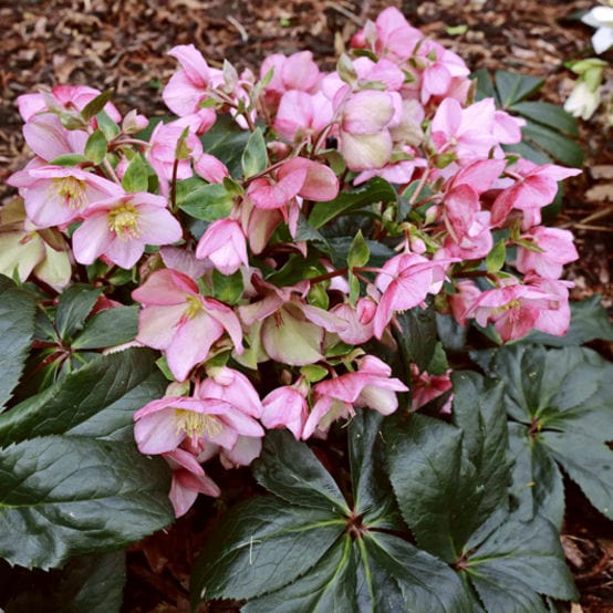 Ice Box Roses 'Early Rose' Snow Rose | 'Ice N' Roses®' Series | Hellebore Gold Colle ...