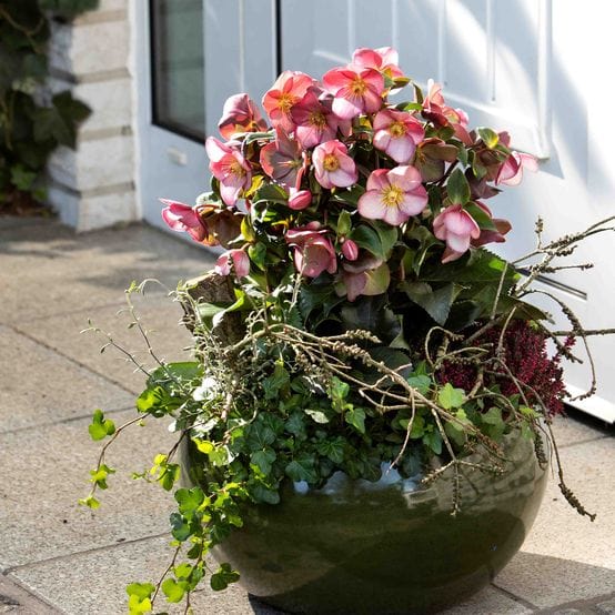 'Early Rose' Snow Rose | 'Ice N' Roses®' Series | Hellebore Gold Collection®