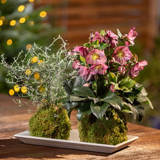 'Early Rose' Snow Rose | 'Ice N' Roses®' Series | Hellebore Gold Collection® Perennial Bedding