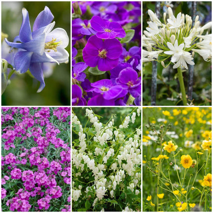 Early Flowering Perennial Collection Perennial Bedding