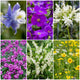 Early Flowering Perennial Collection Perennial Bedding